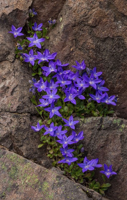 Campanula piperi - Olympic Bluebell 14-6616-7.jpg